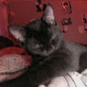 Meet your Posher, Anime lover